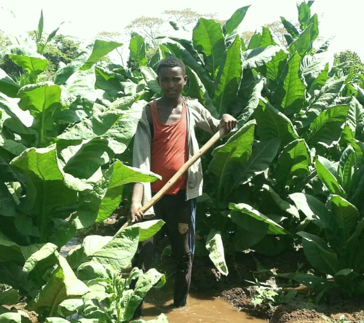 A captivating glimpse of a diligent tobacco farmer in Cameroon's verdant tobacco field